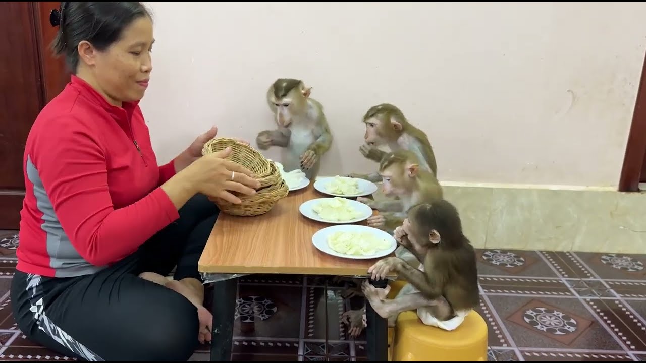 Oh! Dinner time 4 sibling sit join dinner like big boss in family .