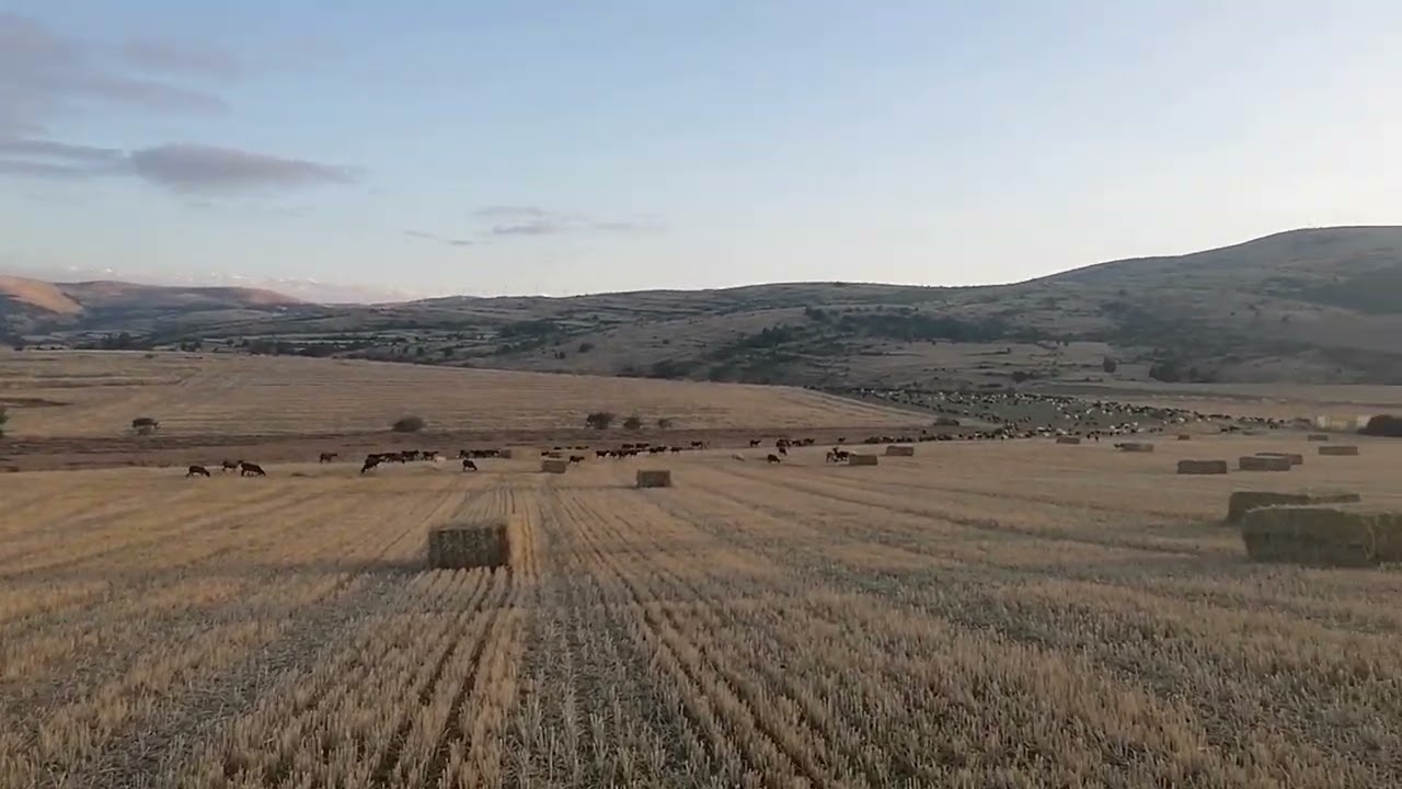 Pastores de emergencia. En Oncala. Tierras altas de Soria.