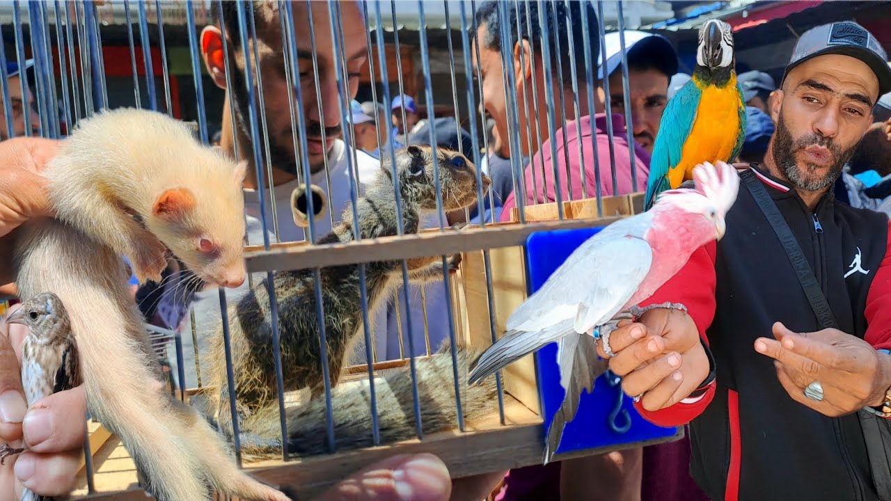 سوق القريعة للطيور الأحد 2024🇲🇦  فراخ الحسون فرخ الوطواط صغار النمس صغار سنجاب