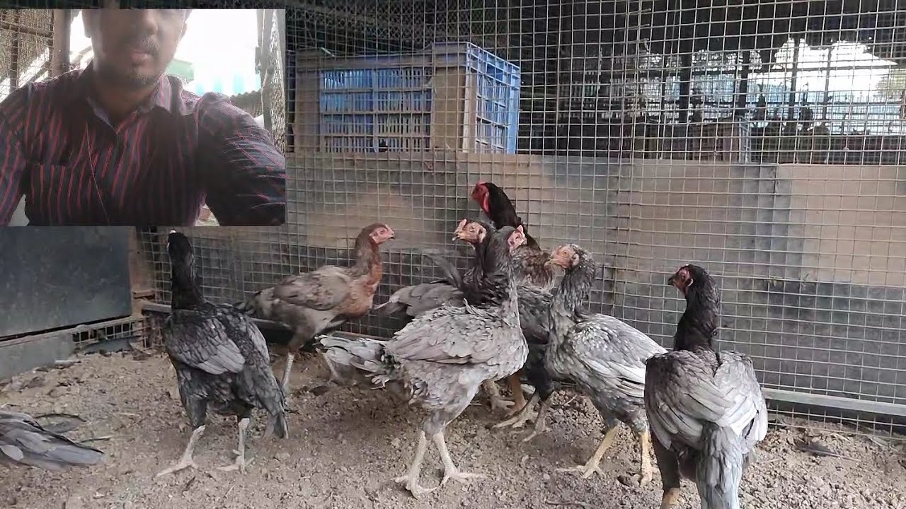 New Lot Arif Aseel farm murgiyon ka anda available hai in Mumbai (9322665668)