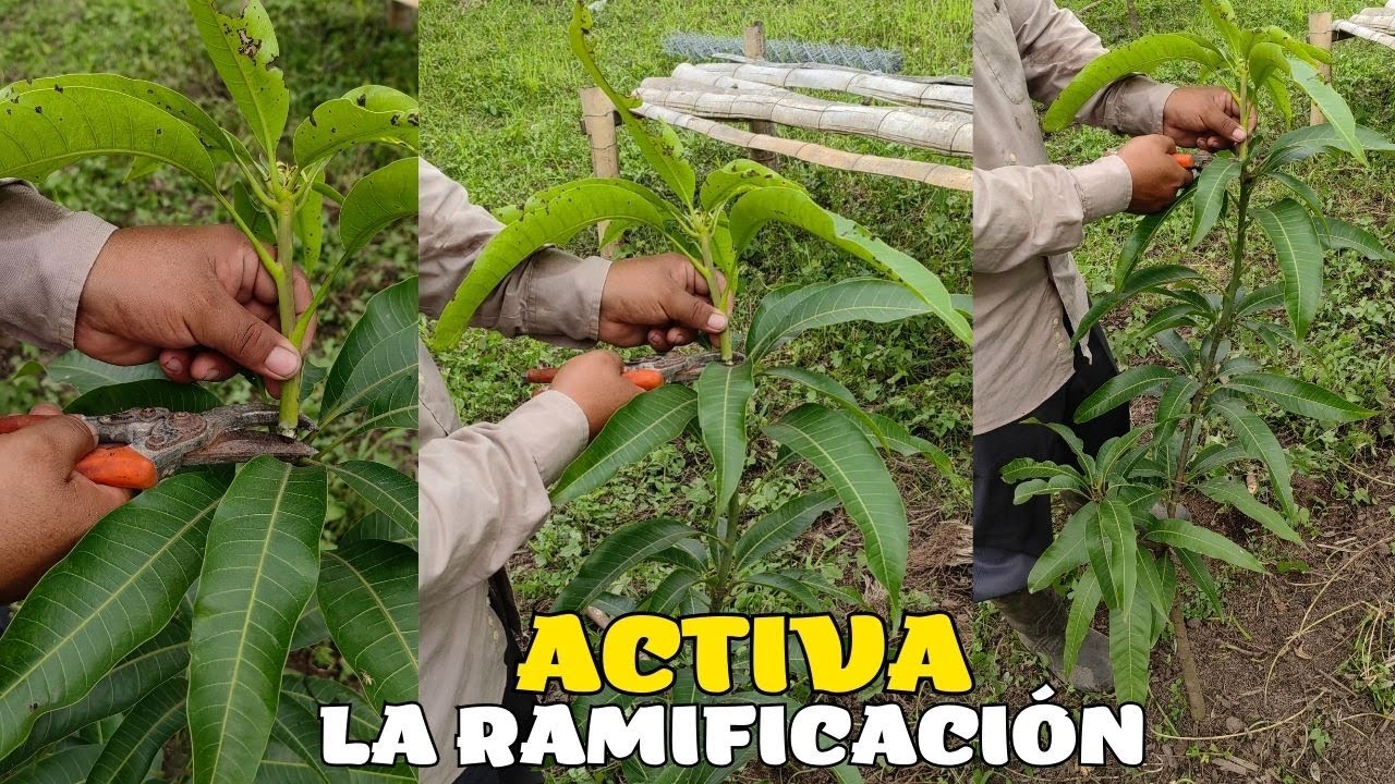 Activa la ramificación en tu planta de mango para tener una máxima producción