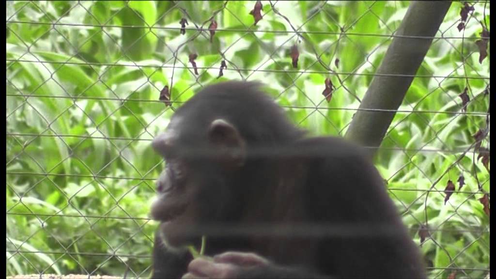 Ilor in het Limbe Wildlife Opvangcentrum