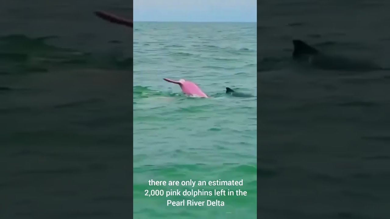 top 5 weird sea animals #tiktok #youtube