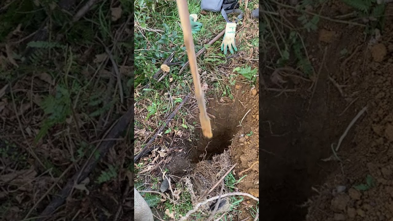 2月6日自然薯掘り  1本目　　　（超巨大自然薯）