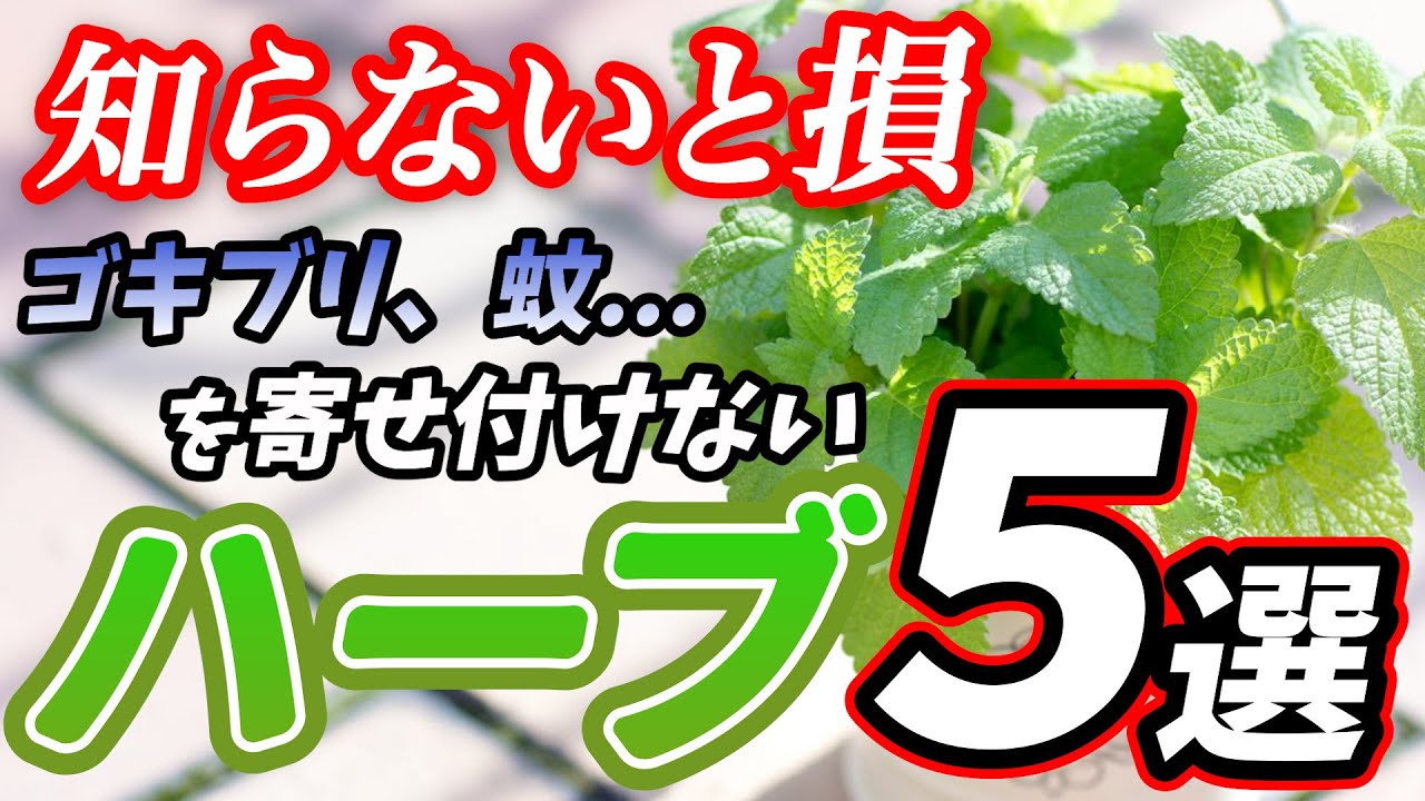 【初心者向けハーブ】園芸店長が選ぶお庭、食用、虫除けのおすすめ最強ハーブ5選！【ガーデニング】【園芸チャンネル】