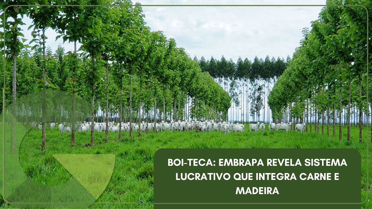 BOI-TECA: EMBRAPA REVELA SISTEMA LUCRATIVO QUE INTEGRA CARNE E MADEIRA