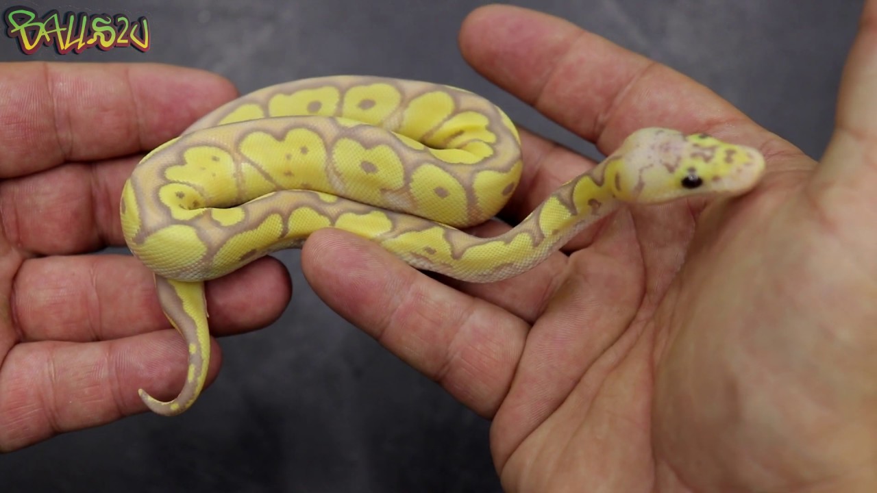 Banana Clown Clutch update