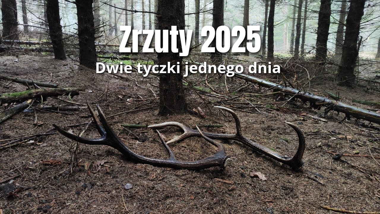 Zrzuty jeleni 2025 - odnaleziony do pary i mocny &oacute;smak #zrzuty #zhody #zrzuty2025