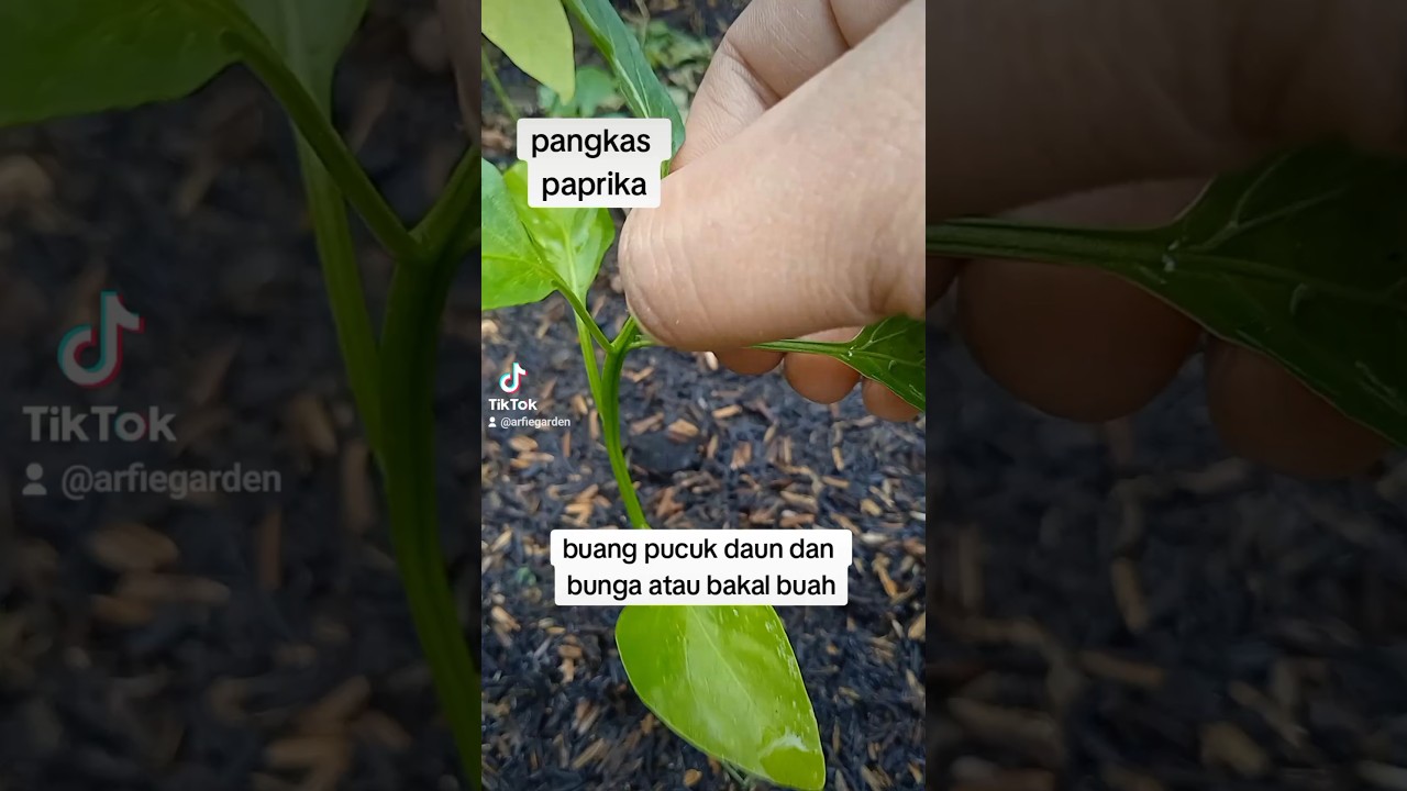 pangkas pucuk tanaman paprika #paprika #bellpepper #menanam #gardening