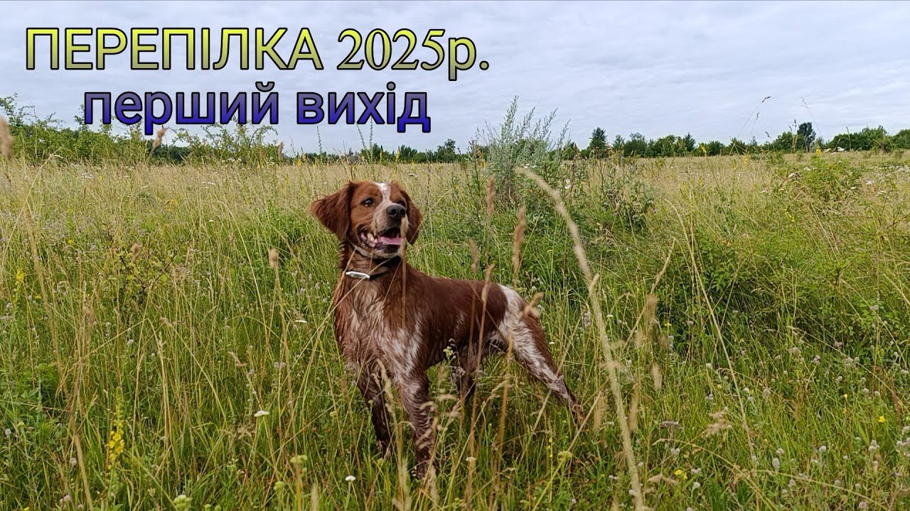 Перший вихід тренування по перепілці 2025р. Epagneul Breton DIK Hunting Breton & ROUS |