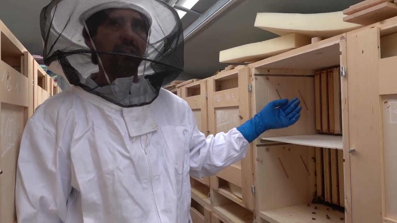 Mitja made radical change in colony to stop swarming activity, part1