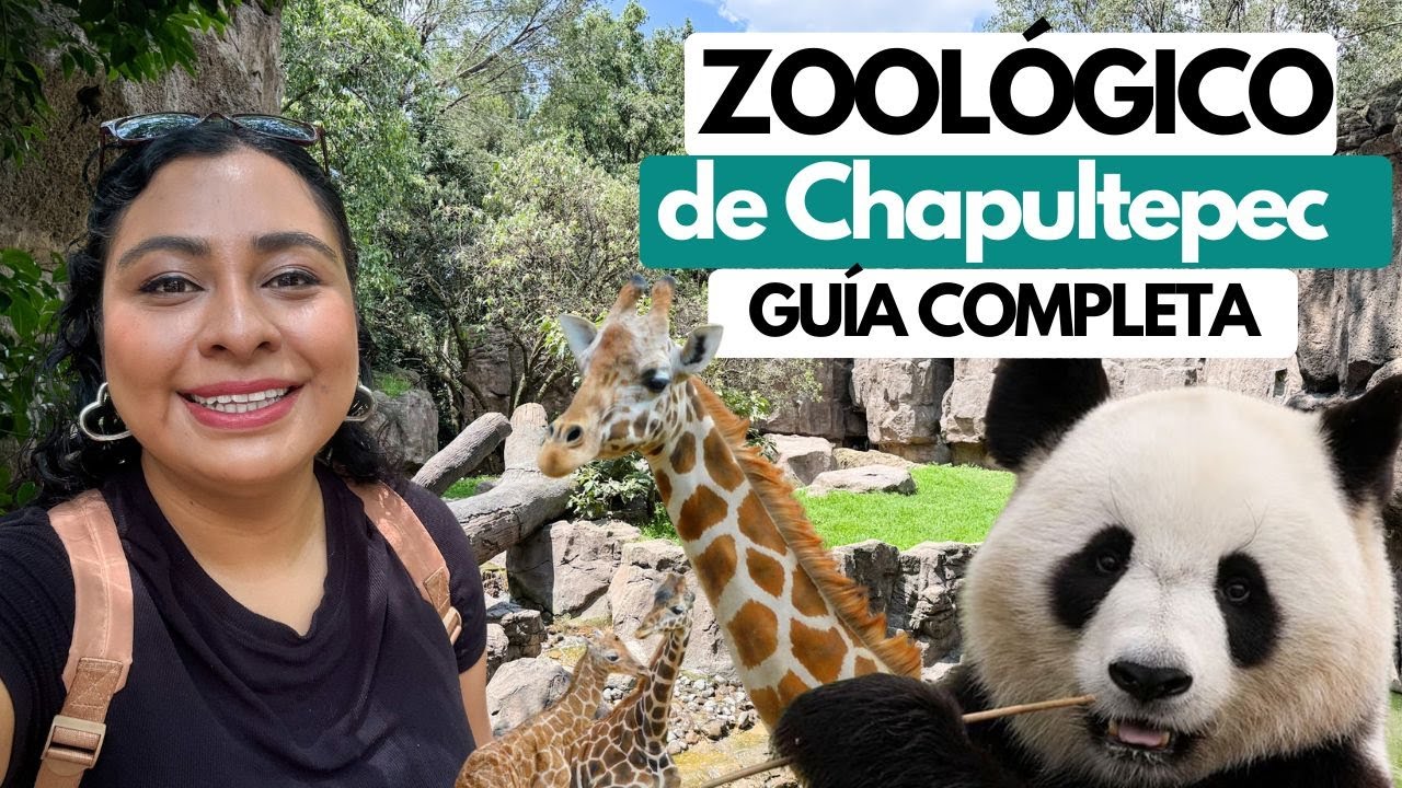 ZOOLÓGICO DE CHAPULTEPEC CDMX 2026: Costo, animales y recorrido completo