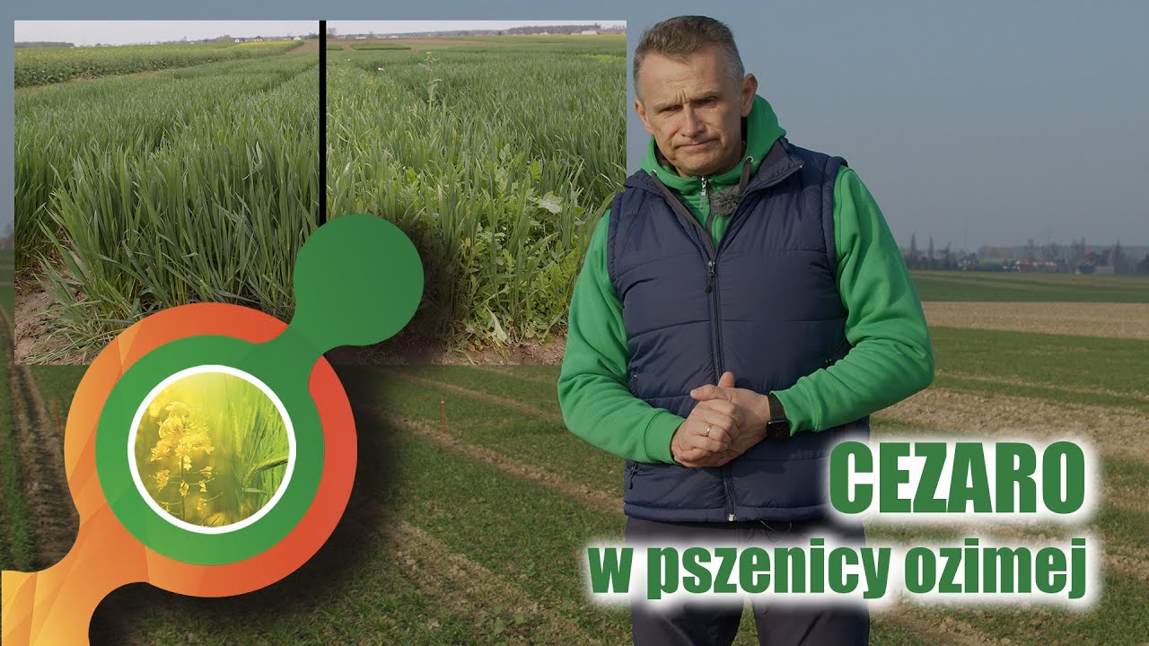Trzyskładnikowy herbicyd | Cezaro 574 SC💯| Pszenica ozima | Zastosowanie jesienne 🍂