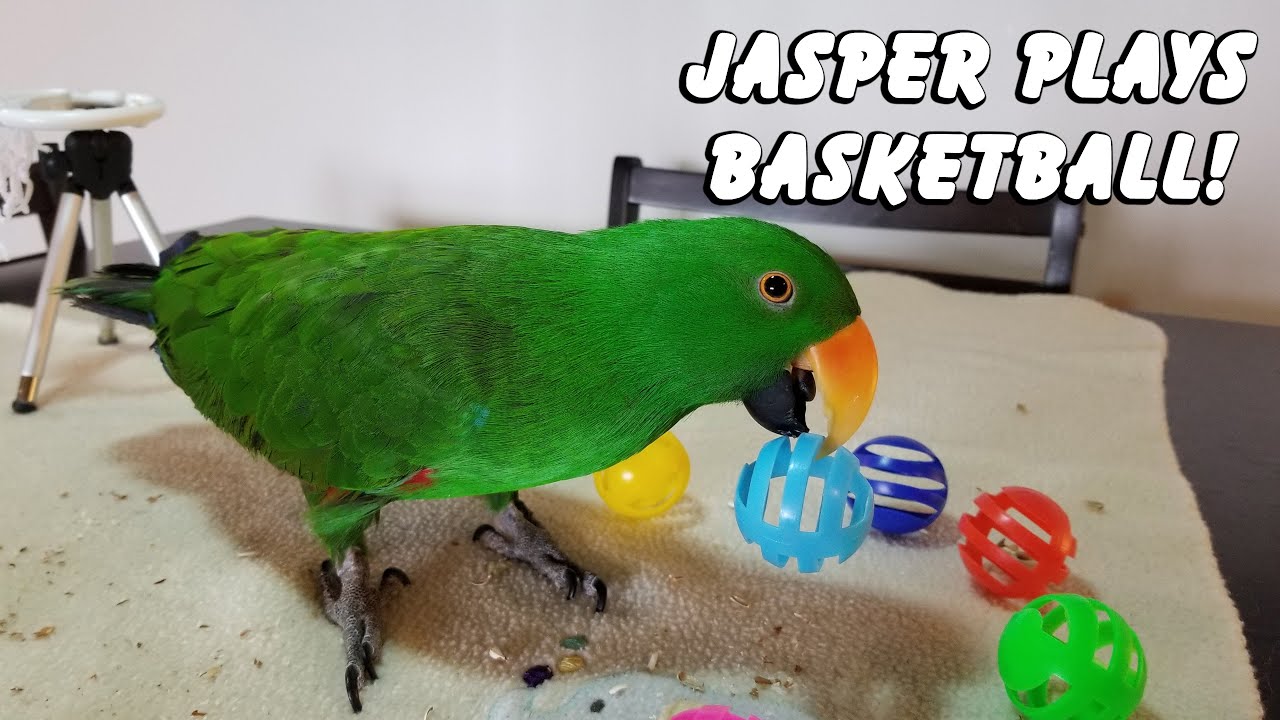 Parrot Plays Basketball 🏀 - Jasper the Eclectus Parrot