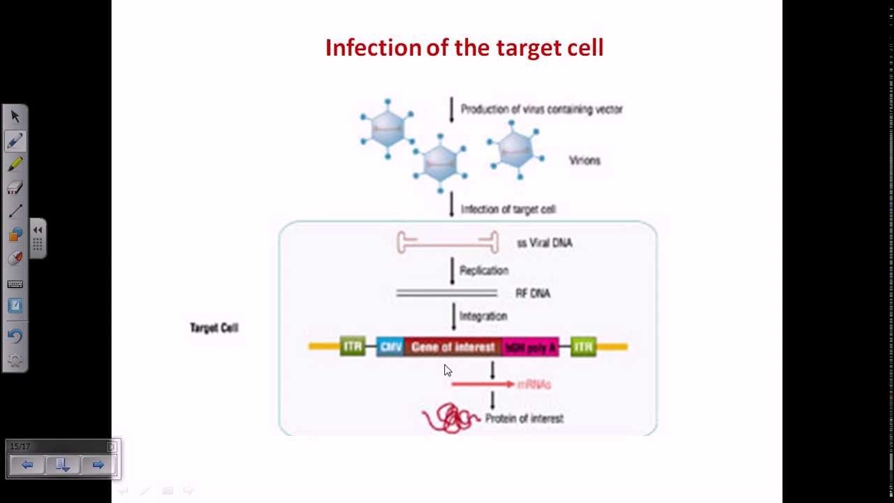Gene therapy using adeno associated virus