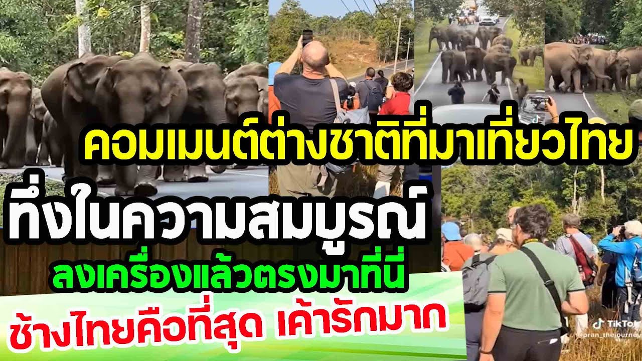 คอมเมนต์ต่างชาติที่มาเที่ยวไทย...ลงเครื่องแล้วมาที่นี่ทันที น้ำตาไหลช้างไทยคือที่สุด punchเชียร์กีฬา