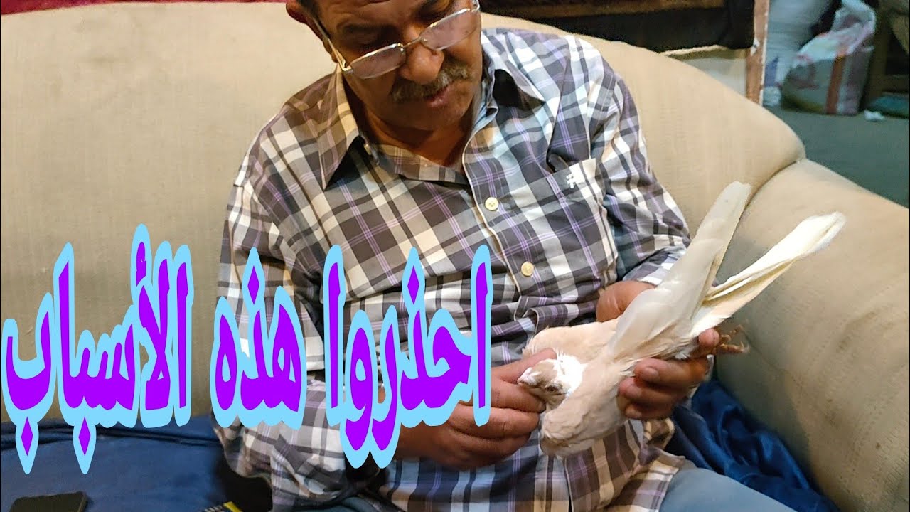النقاط علي الحروف في الابلق#السكروتة