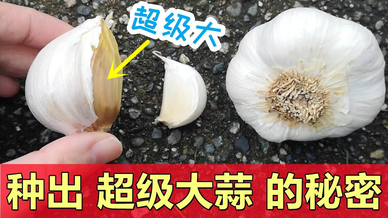 原来这样就能种出巨型大蒜头🧄 How to grow giant garlic