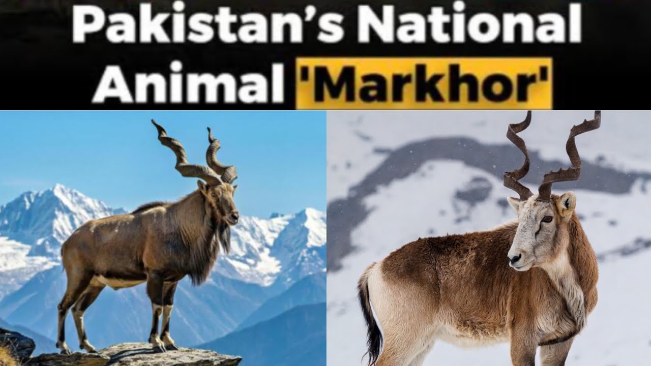 Markhor National Animal of Pakistan 