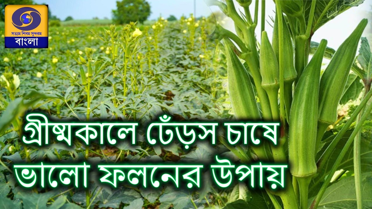 Topic : ঢেঁড়স চাষের পরিচর্যা ও রোগ  পোকা নিয়ন্ত্রণ :    @DDBanglaTV #ddbangla