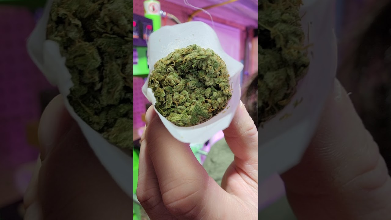 Loading bags bottle tech style and pressing rosin using Dabpress plates