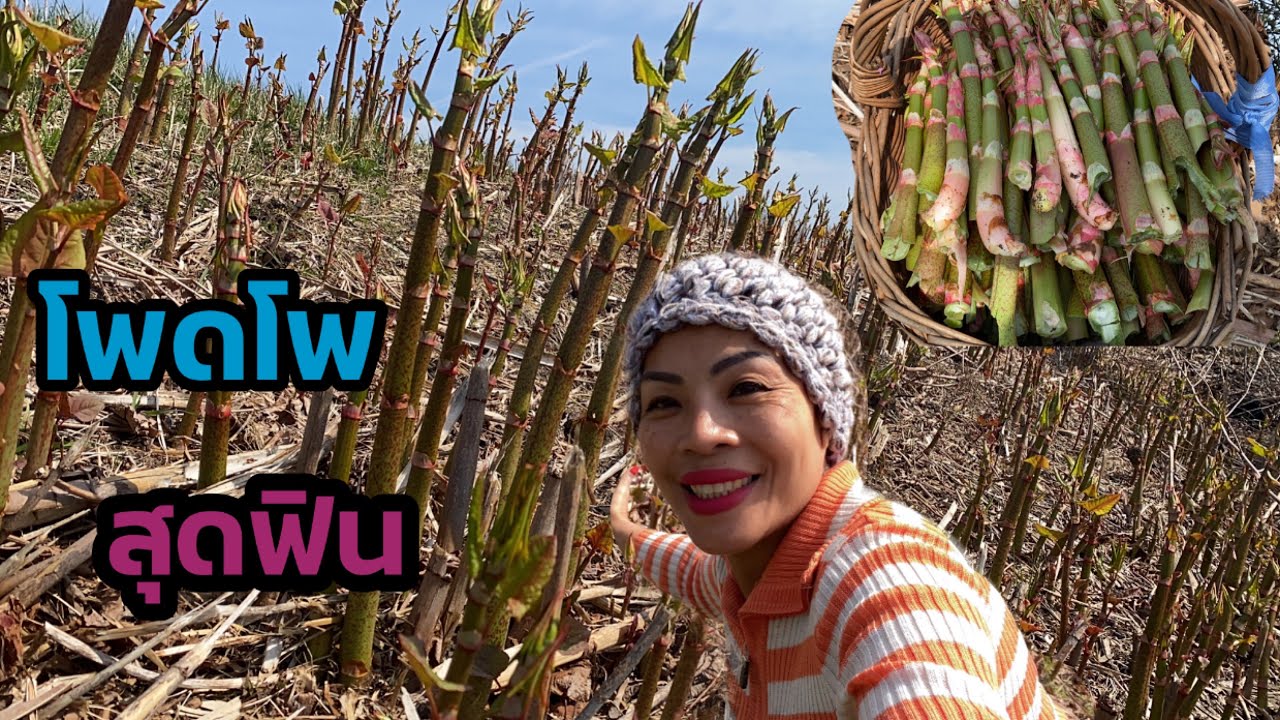 สุดยอดความเยอะ ความฟิน ดงนี้หักมันส์สนั่นทุ่ง ผักบุ้งฝรั่ง Japanese knot weeds.23/4/23.