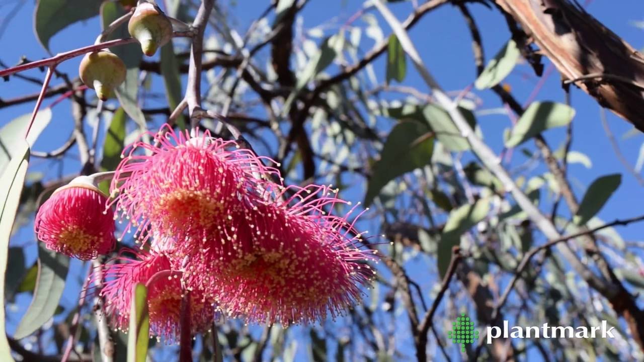 Eucalyptus caesia 'Silver Princess' (Gungurru) at  Plantmark Wholesale Nurseries