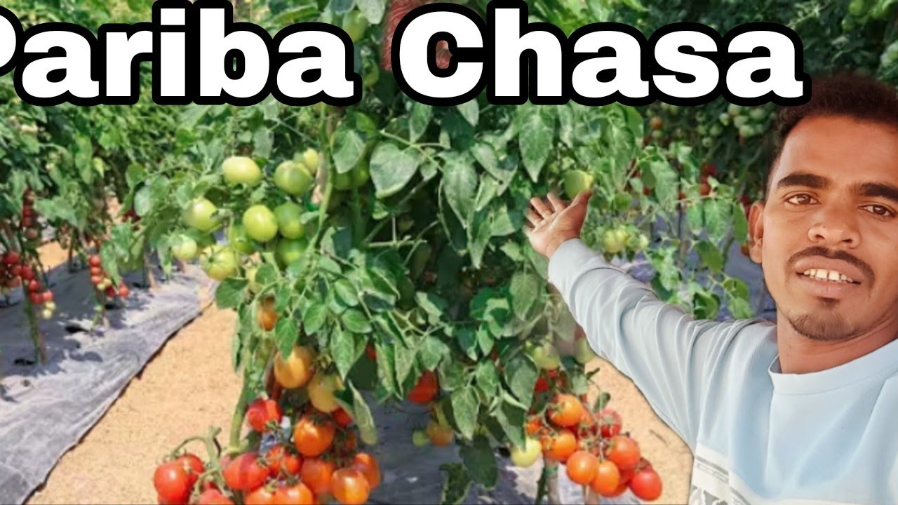 Desi Pariba Chasa