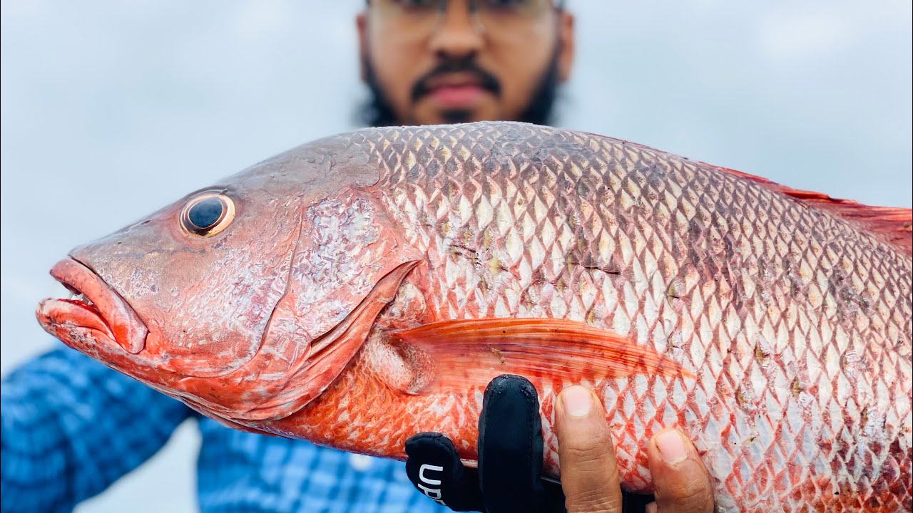 First cast First fish Huge snapper || मोठा तांबोशी from Break waters|| daiwa phantom snapper rod|