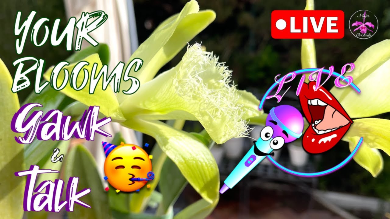 Monthly Viewer Orchid loom Extravaganza 😍 Hang Out 🥳 #ninjaorchids