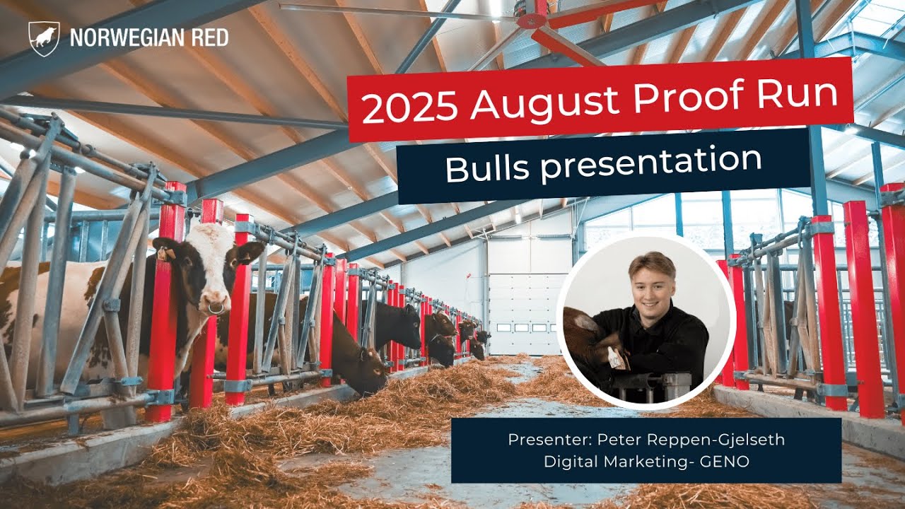 The August 2025 Proof Run - Norwegian Red Bulls Highlights