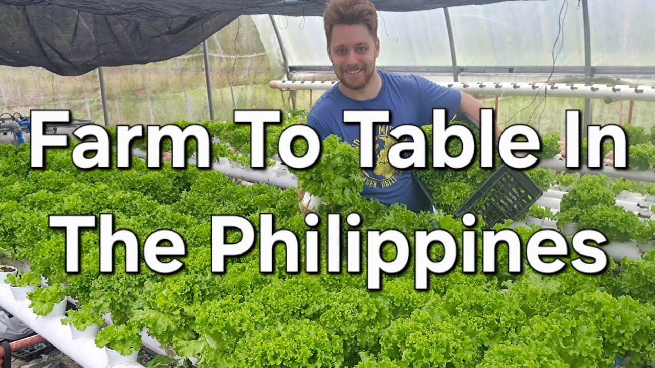How I Market My Hydroponic Lettuce To Philippine Resorts