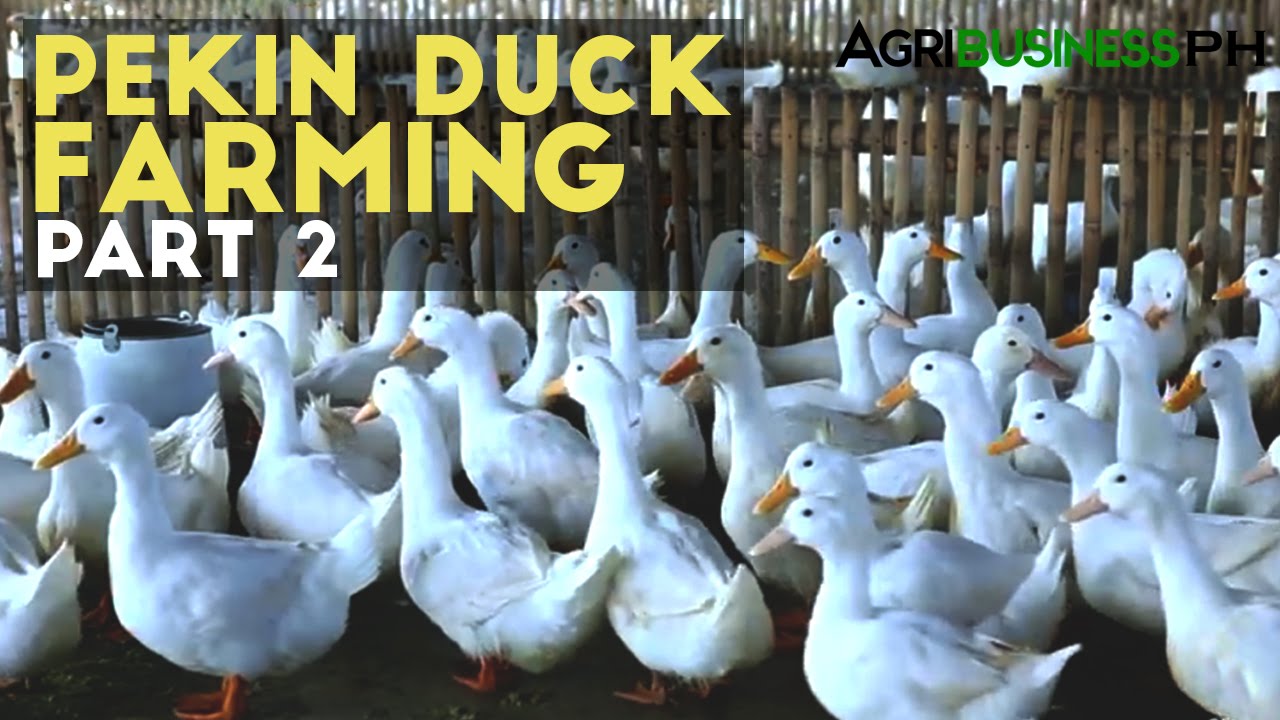 Pekin Duck Farming Part 2 : How to Raise Pekin Duck | Agribusiness Philippines