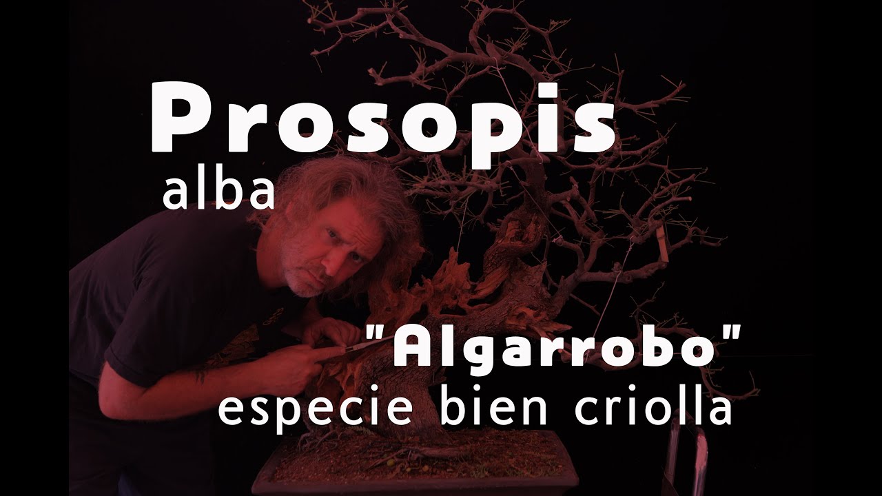 Algarrobo -Prosopis alba-