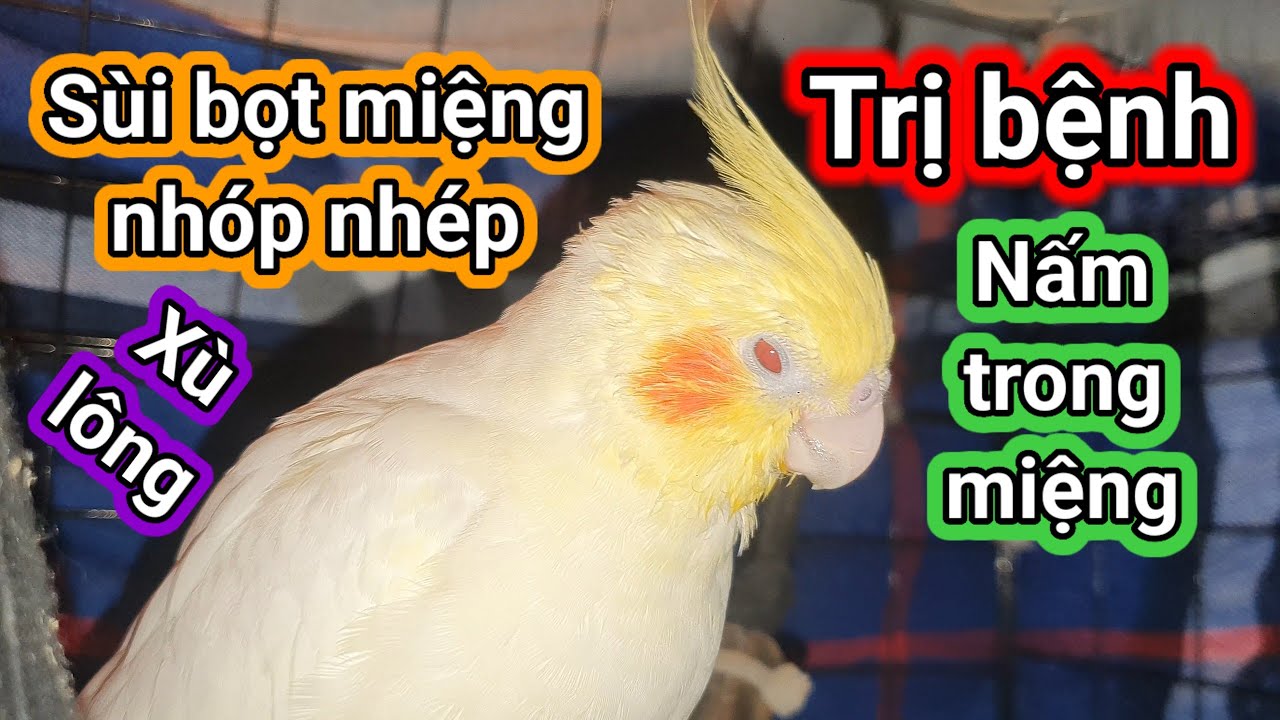 Nuôi Vẹt Cockateil #13: Trị bệnh sủi bọt nhóp nhép miệng và nấm miệng cho Vẹt