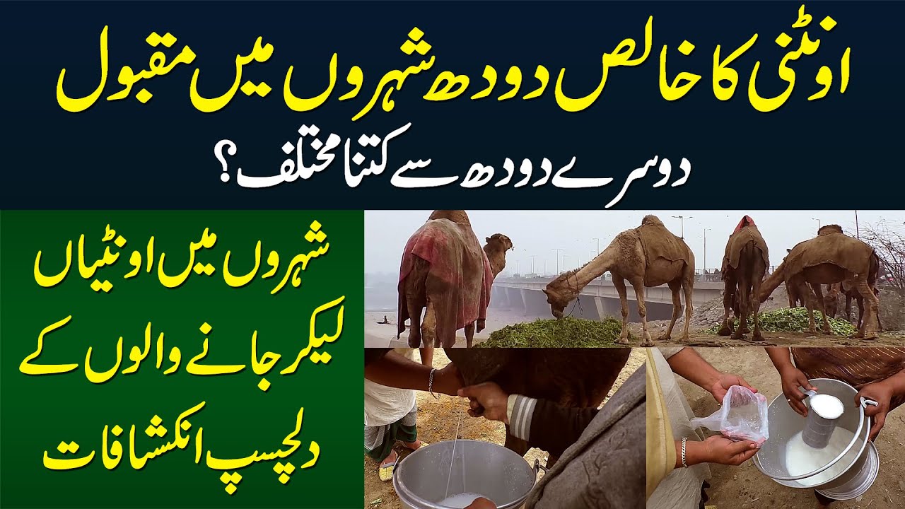 Pure Camel Milk Doosray Milk Se Kitna Different Hai? - Camel Milk Sale Karne Walon Ke Inkishafat