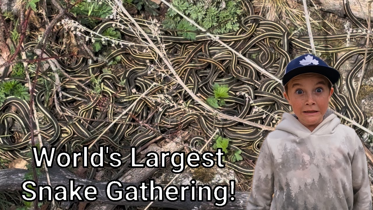 Slithering Spectacle! Wild Encounter at the Narcisse Snake Dens 🐍