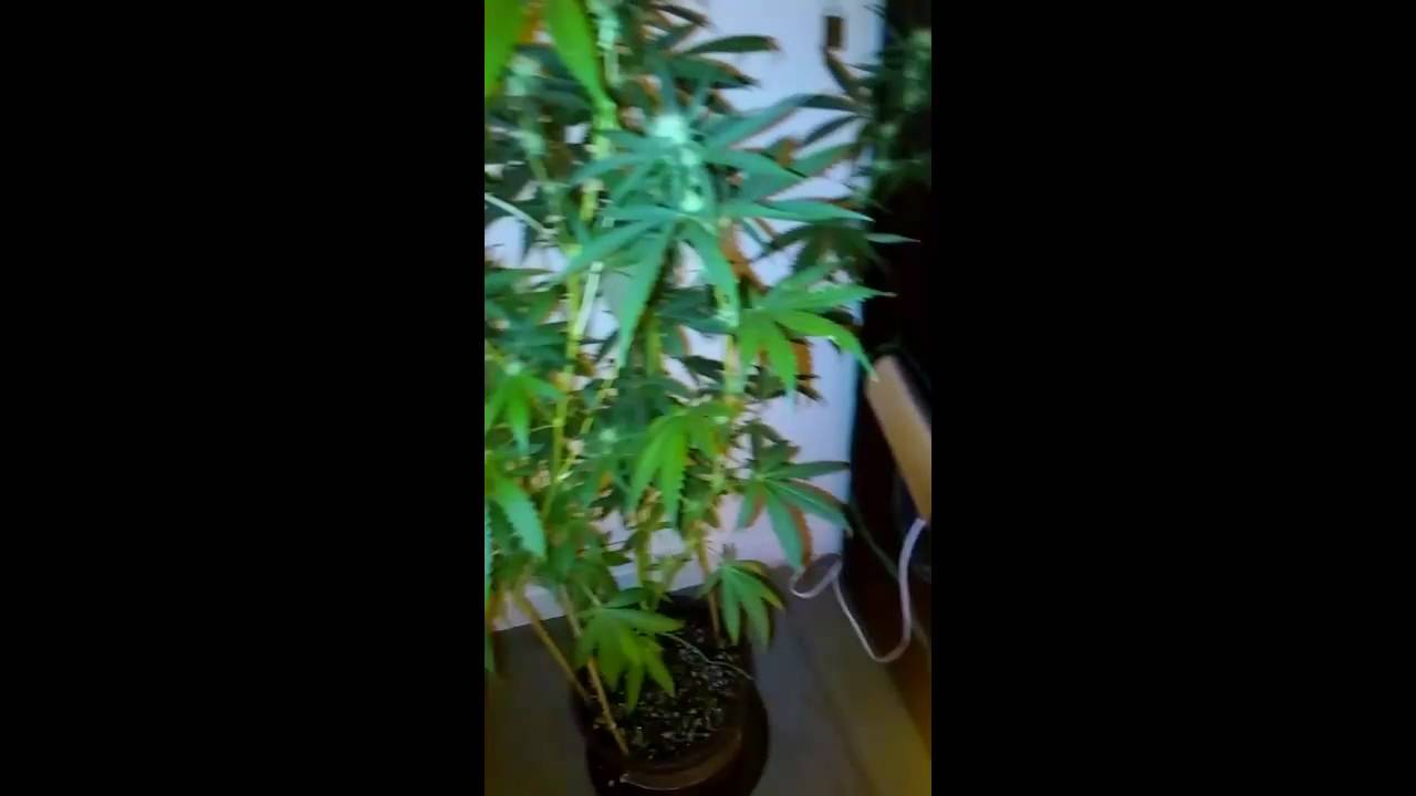 Week 3 of flowering