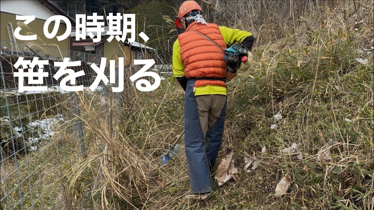 田舎暮らしの日常　笹を短く刈るならこの時期が一番良い　飛騨の山奥での生活