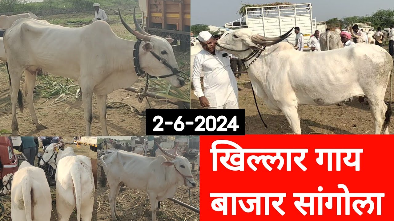 सांगोला खिल्लार गाय बाजार / Sangola Khillar Cow Market / चालू बाजारभाव 2024