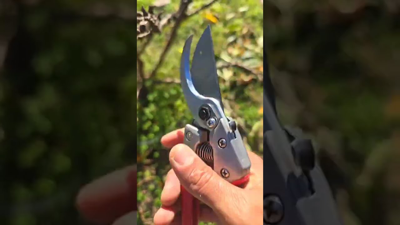 PRODUCTION PRUNING A NECTA ZEE MINI NECTARINE IN SANTA CRUZ CALIFORNIA 