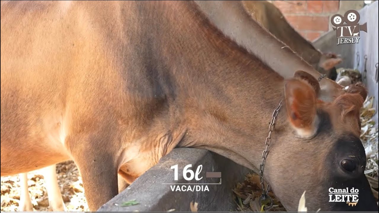 Qualidade que Vira Doce: A História do Leite Jersey do Sítio Convento - TV Jersey - Canal do Leite