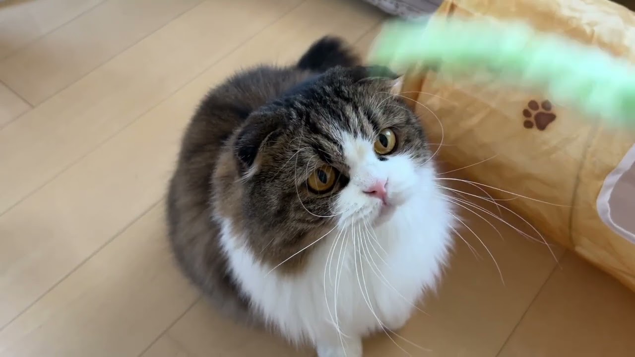 トイレを洗うと匂いチェックする猫