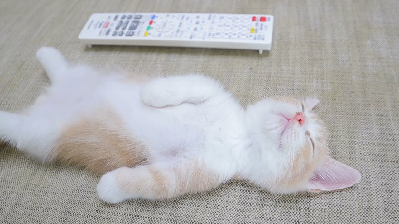 ヘソ天してる姿がカリン様みたいな子猫が可愛いすぎた…w｜短足マンチカン