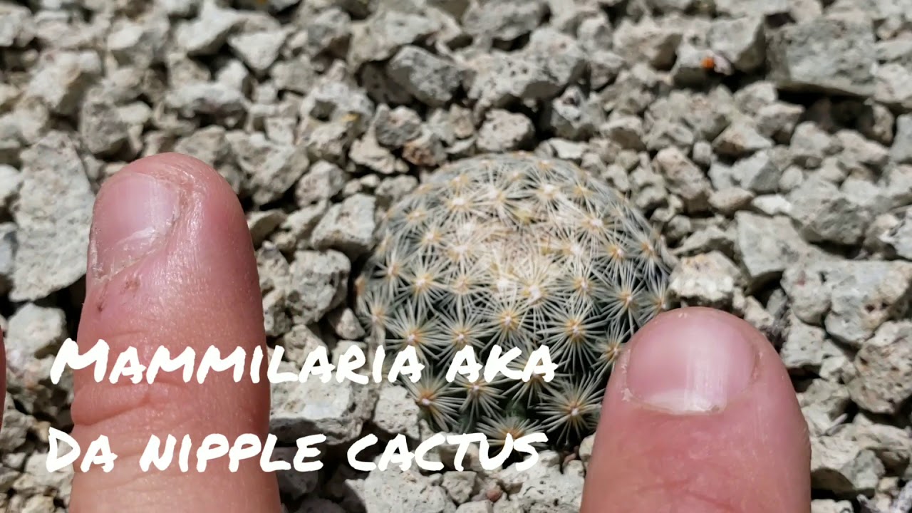 (#103)Sclerocactus nyensis and Pediocactus simpsonii hiding from Czech Poachers in Central Nevada