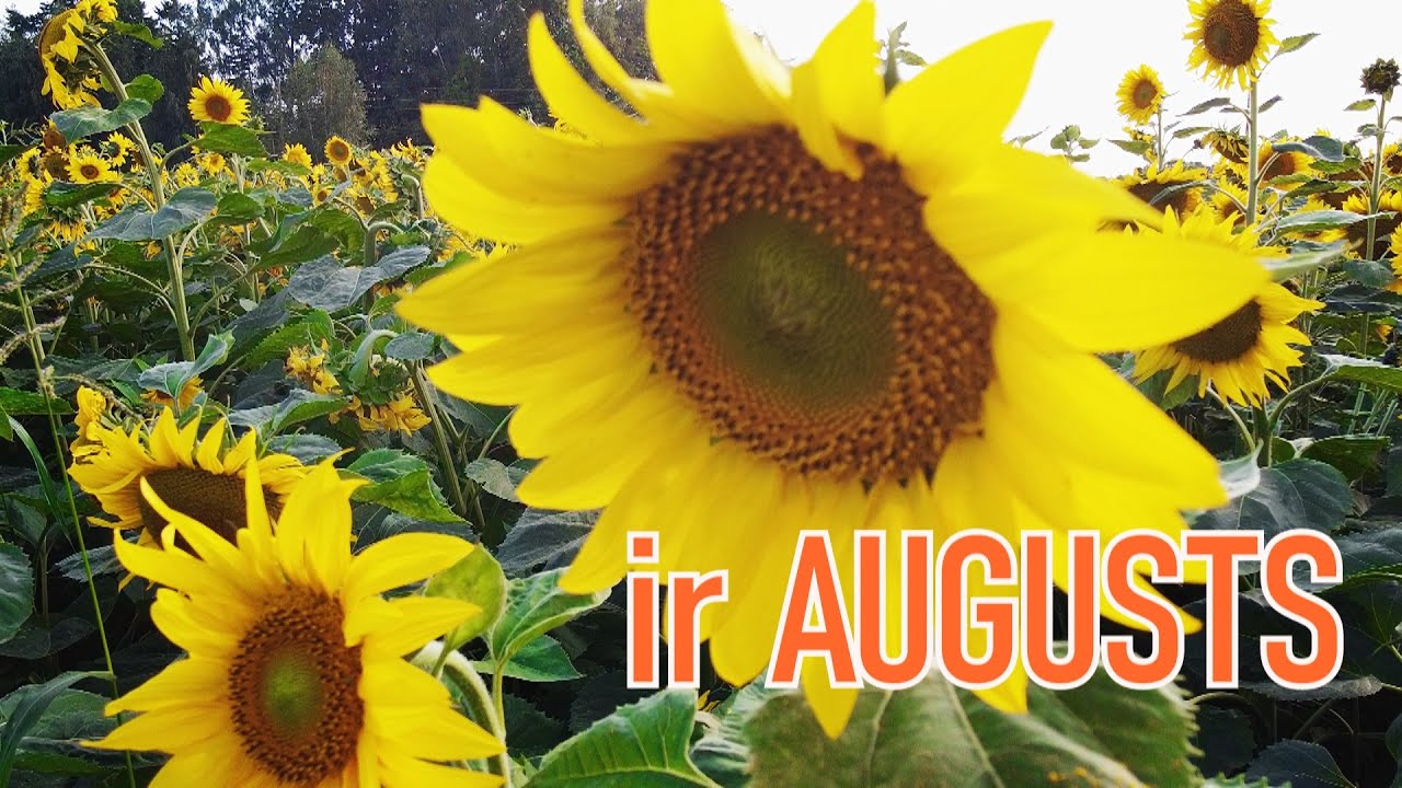 ir AUGUSTS / Māris Blāze