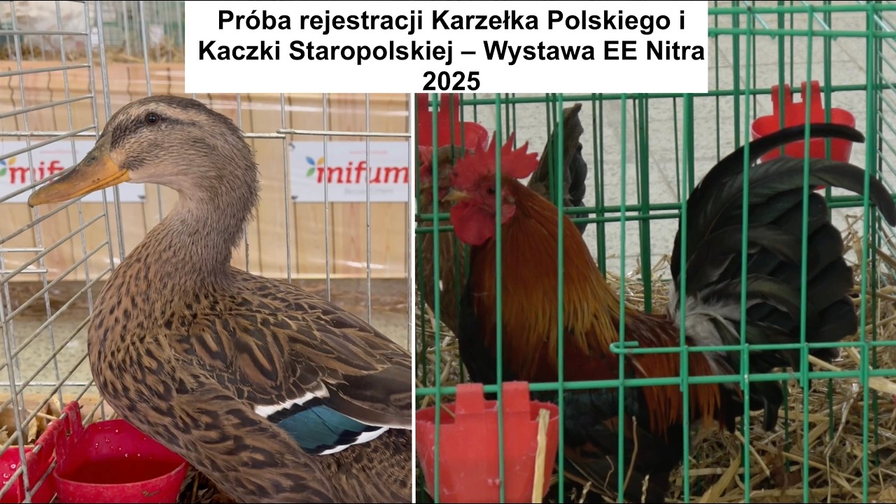 Europejska Wystawa Zwierząt w Nitrze 2025