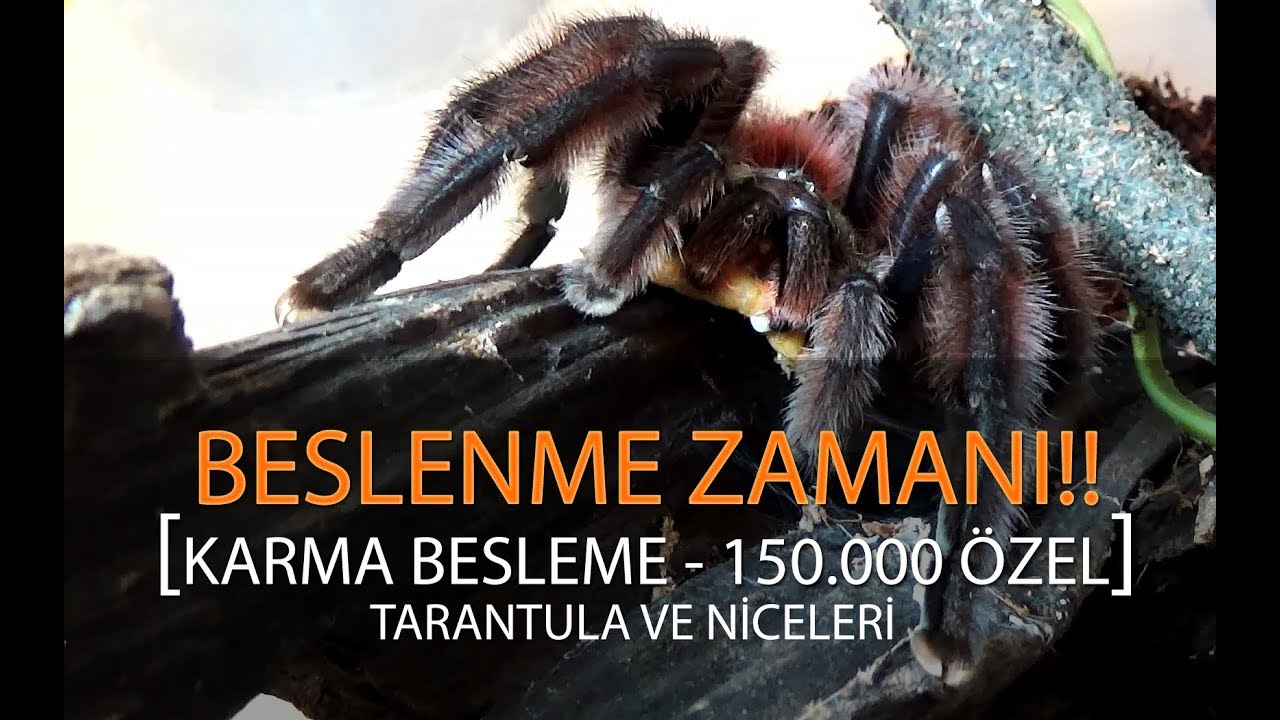 Beslenme Zamanı - Tarantula, Akrep, Çıyan ve niceleri