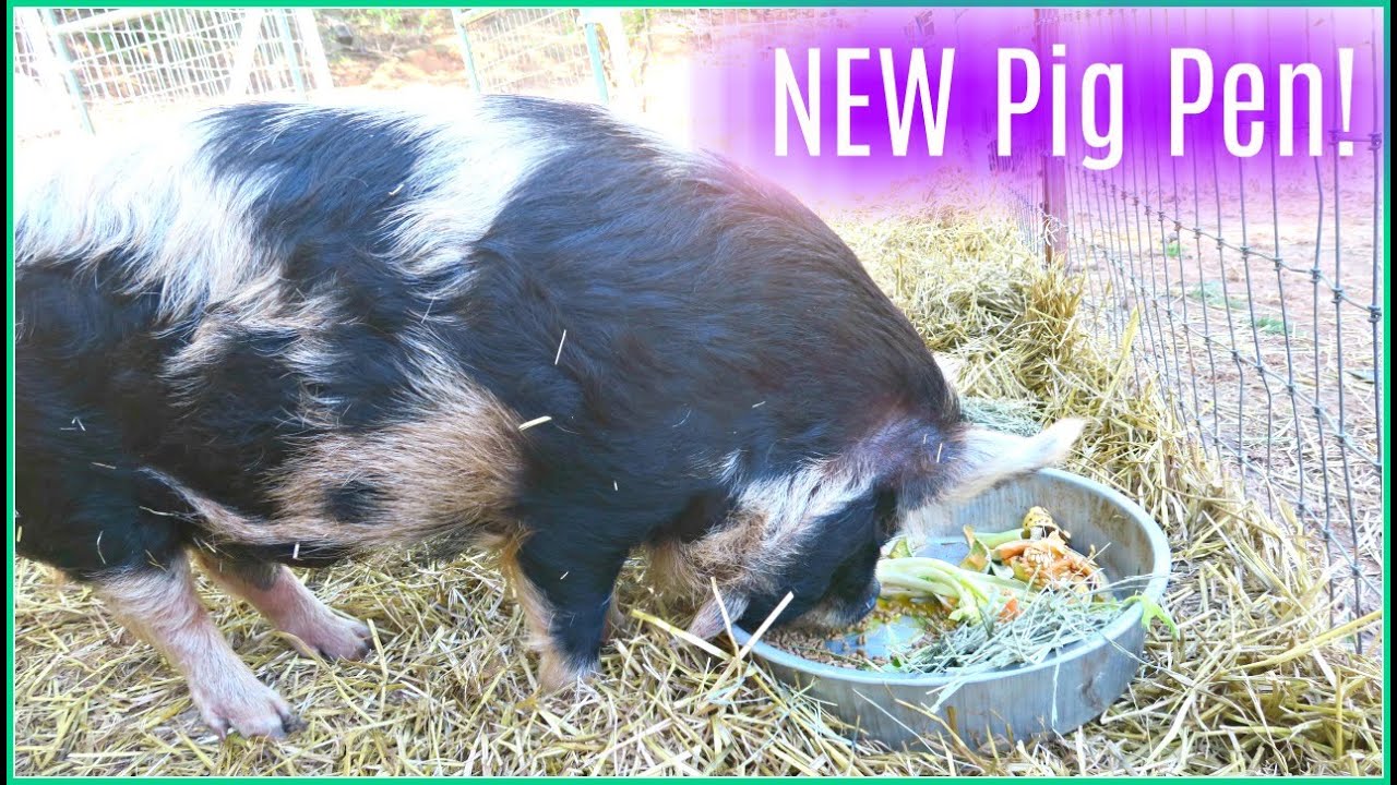 New PIG PEN for our KUNEKUNE PIGS! Homestead.