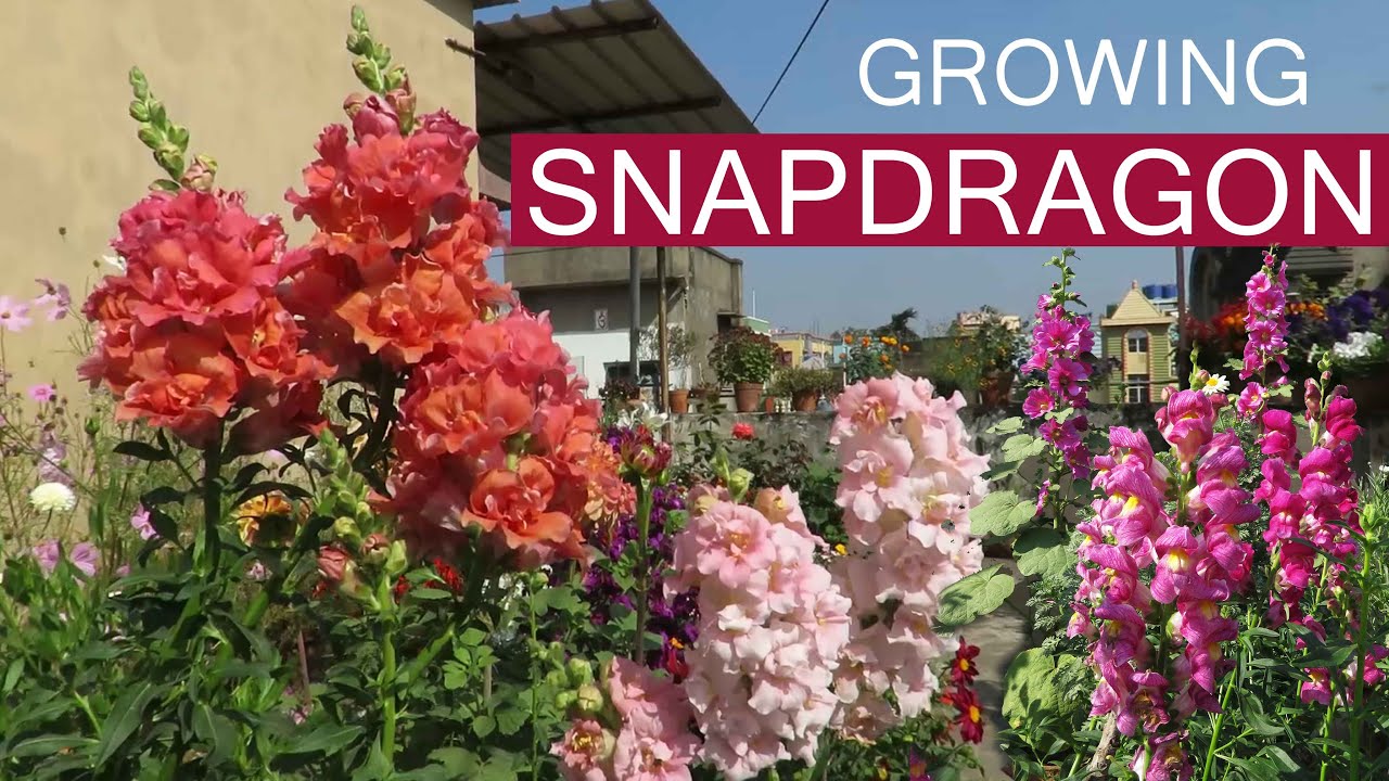 How To Grow Snapdragon Flowers. Antirrhinum / Snapdragon Plant care